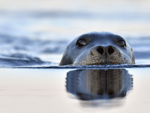 A curious seal peeking above the water surface with its nose and eyes visible, reflected in the still ocean.