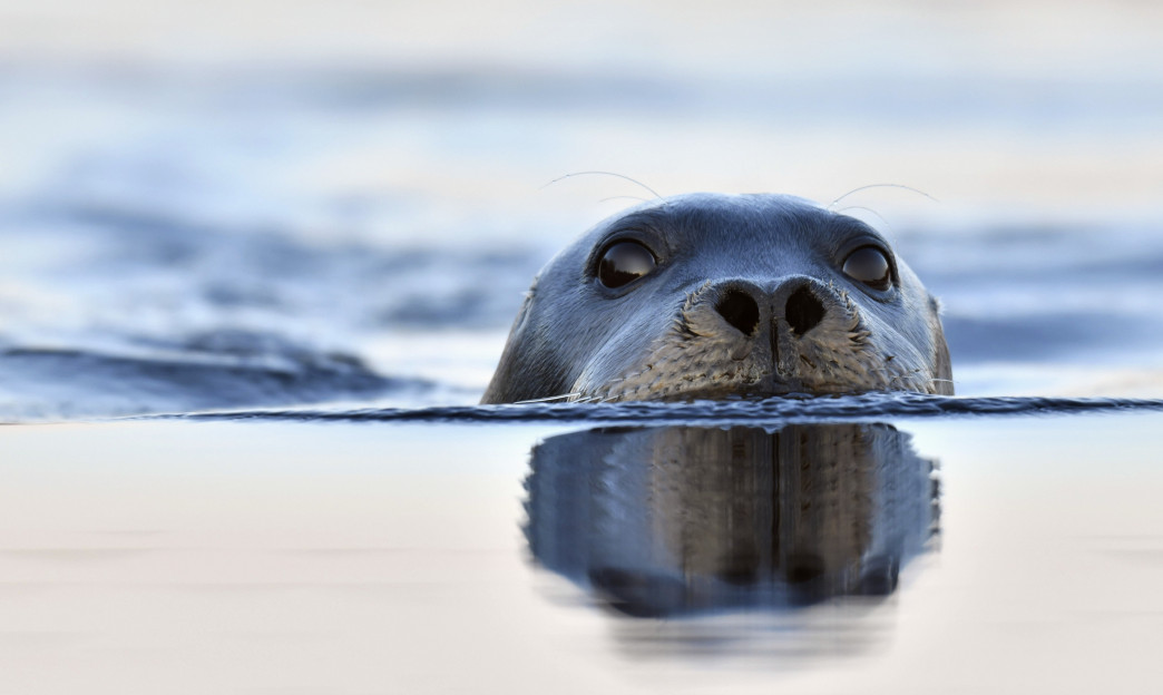 A curious seal peeking above the water surface with its nose and eyes visible, reflected in the still ocean.